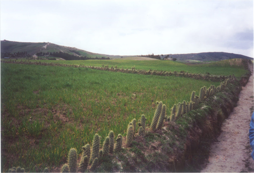 Equador's cactus fencing