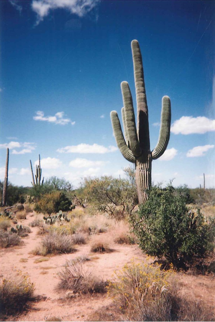 saguaro cactus of the Sonoran Desert