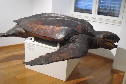 Leatherback Turtle from a museum in Budapest