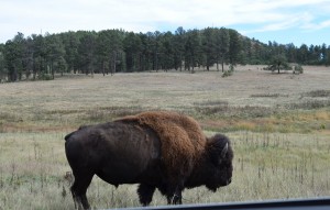 Buffalo