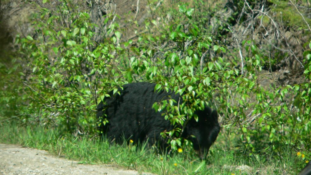 Bear in British Columbia