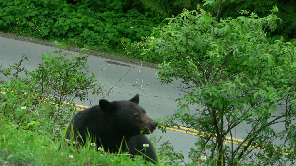 Bear in Vancouver