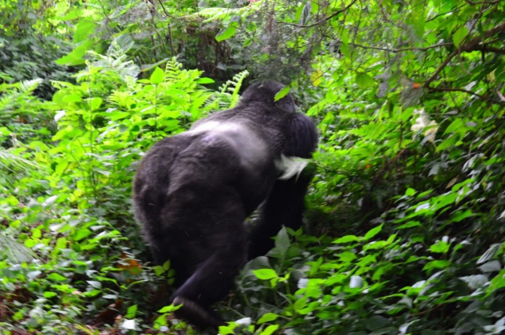 Silverback